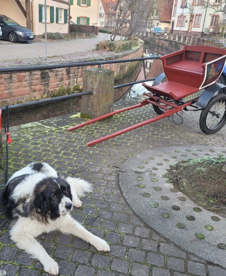ahk_hund_2024