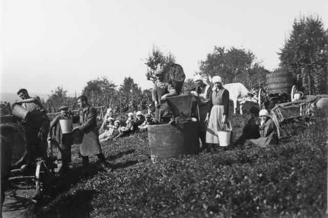 100 Weinlese bei Familie Christof Augenstein_ji (Large).jpg